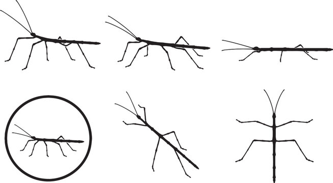 Stick Insect Black Silhouette Icon Set Vector Phasmid Insect Collection