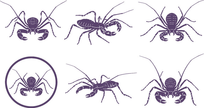 Tailless Whip Scorpion Silhouette Icon Set Black Vector Arachnid Collection
