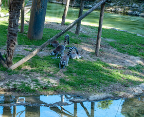Fototapeta premium a group of ring-tailed lemurs, known for their long tails with black and white rings, which can reach 60 cm in length.
