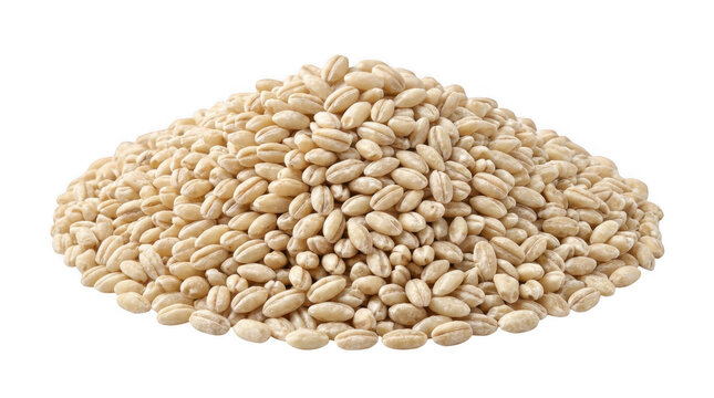 Pile of whole barley grains illuminated by soft studio light for healthy food concepts isolated on transparent background