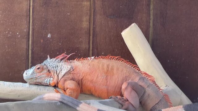 Orange iguana lying peacefully on wooden branches.