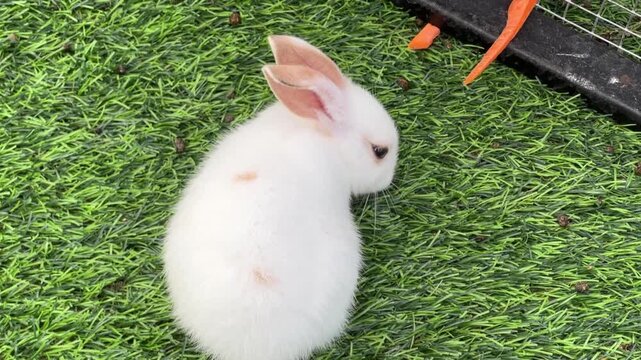 A fluffy white rabbit sits and eats on green grass near fresh carrots.