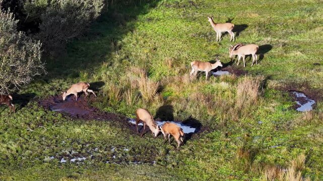 Red deer wallowing in the mud and fighting during the rut in County Donegal, Ireland.
