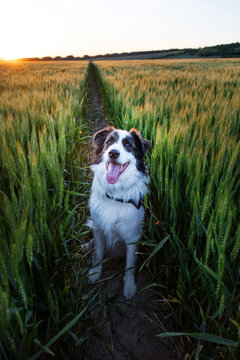 happy white dog portrait in summer field