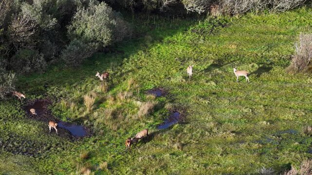 Red deer wallowing in the mud and fighting during the rut in County Donegal, Ireland.