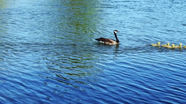 Canada geese family swimming in a straight line on blue water