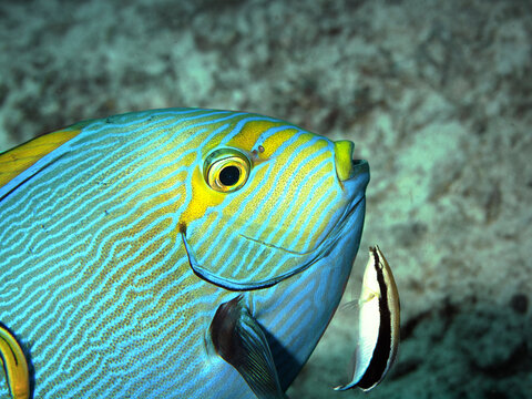 Yellowmask surgeonfish (Acanthurus mata) being cleaned by a Bluestreak cleaner wrasse (Labroides dimidiatus) at Melissa's Garden dive site, Raja Ampat, Indonesia, located in the Coral Triangle