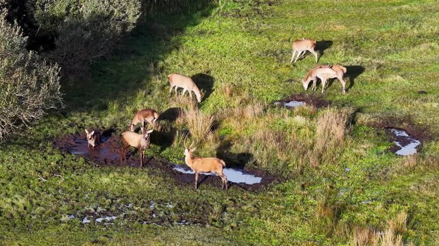Red deer wallowing in the mud and bellowong during the rut in County Donegal, Ireland.