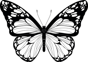 butterfly vector illustration © sankarpada