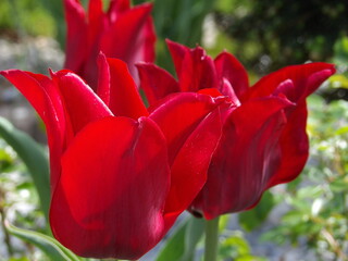 Zbliżenie na kwiat czerwonego tulipana © Kumulugma