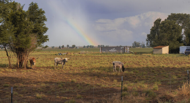Longhorn cattle graze in a rural pasture beneath a rainbow after a summer rainstorm, with dramatic storm clouds in the background.
