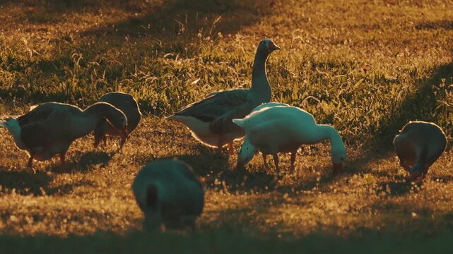 Geese and ducks foraging on grass during sunset near a calm pond
