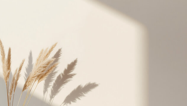 Dried pampas grass with dramatic shadow on cream wall background