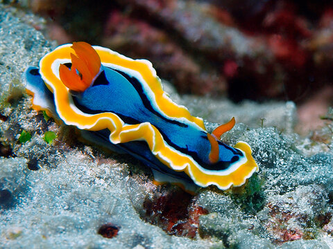 Colorful Chromodoris annae nudibranch on a sandy reef bottom in Raja Ampat, Indonesia, located in the Coral Triangle, the world's richest marine biodiversity hotspot. Striking dorid sea slug.