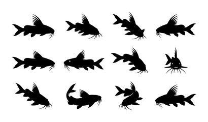Catfish Silhouette Collection: Diverse Poses of Freshwater Fish, Aquatic Animal Vector Icons for Wildlife and Fishing Graphics © Rofik