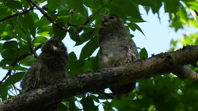 Young Ural Owls Perched on a Tree Branch in Hokkaido Forest