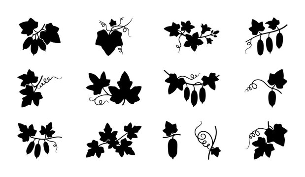 Botanical Vector Elements: Vine Leaves and Cucumbers, Decorative Swirls and Sprigs, Nature-Inspired Graphic Accents, Organic Flourishes for Design