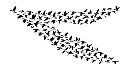 Fototapeta premium Stylized black and white birds flying in formation vector art isolated on clean background