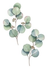 Obraz premium Watercolor Eucalyptus Branches with Round Green Leaves and Seed Pods Isolated on White Background for Wedding Stationery Design
