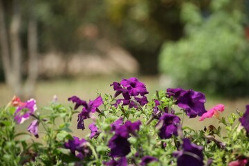 Obraz premium Blooming dark purple petunia bush in outdoor daylight with selective focus