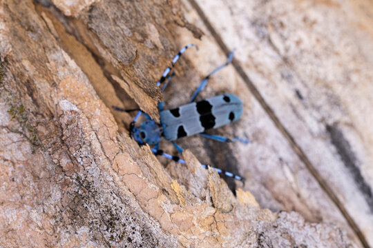 Rosalia longicorn (Rosalia alpina) photographed out of focus, while it is hiding under the bark of a sycamore tree, found in Bavarian Alps in Germany