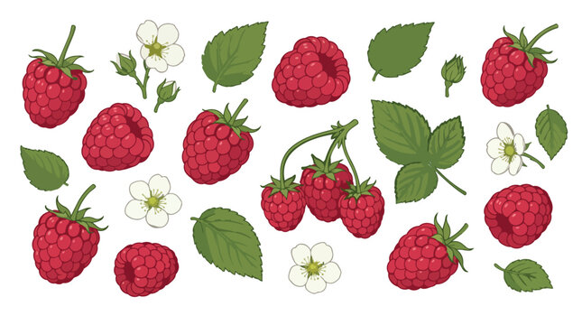 Raspberry Fruit Elements Set with Leaves Flowers and Berries Vector Collection