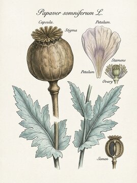 Papaver Somniferum Opium Poppy Seed Pod Capsule Botanical Drawing