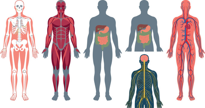 Human Anatomy System Vector Illustration Set Featuring Skeleton Muscle Digestive Nervous and Circulatory Organ Diagrams for Medical Education