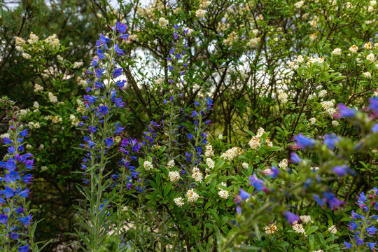 Tall blue viper bugloss flower spikes grow among white firethorn blossoms and dense shrubs. Useful for pollinator garden, wildflower planting, bee habitat, natural landscaping, colorful floral border,