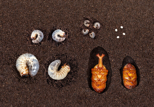Complete Underground life cycle stages of Kabutomushi Japanese rhinoceros beetle Trypoxylus dichotomus. showing white egg, larvae L1, L2, L3, male and female pupae in subterranean chambers.