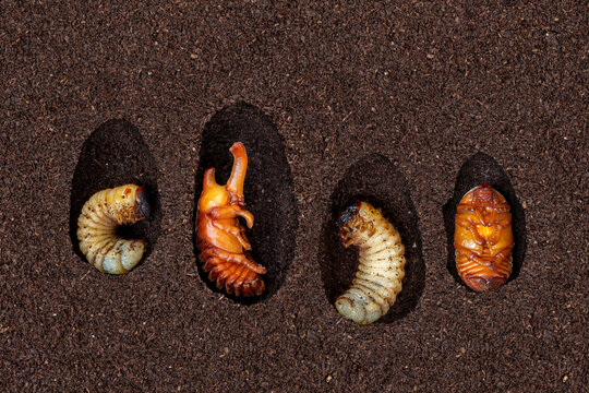 Life cycle of male and female Kabutomushi Japanese rhinoceros beetle, Trypoxylus dichotomus, showing larvae prepupa and pupae inside subterranean dirt chambers.