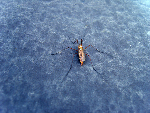 A high-angle close-up shot of a large crane fly resting on a textured gray background. The insect has long, thin legs, translucent wings, and an orange-tinted body, captured with a sharp focus.