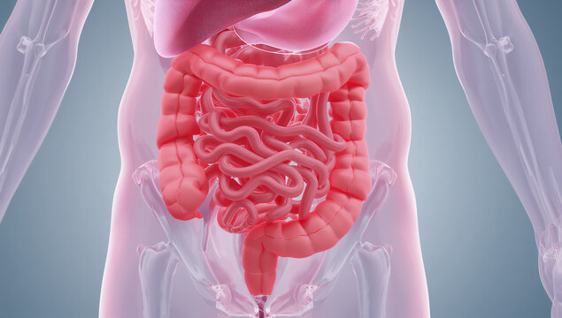 透過した人体の腹腔に描かれた腸と消化管の詳細な医療用CGイラスト