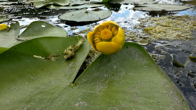 yellow water lily (Nuphar lutea) blooms above dark pond water among round floating leaves, its cup-shaped golden flower and central disc visible. A wetland scene in summer light