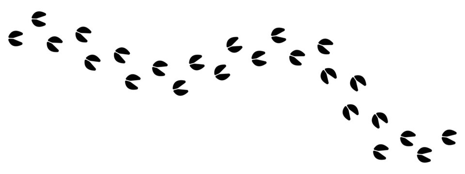Trail of animal hoof prints of an animal with cloven hooves