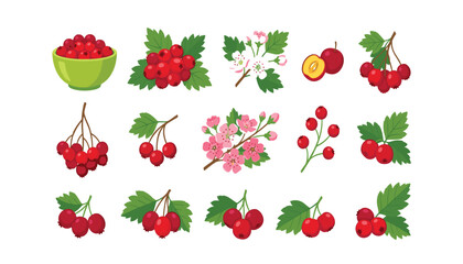 Hawthorn berry vector elements set featuring cartoon style red berries green leaves and blooming pink and white flowers © Ruma
