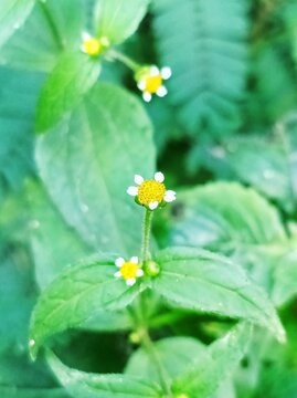 Tiny Galinsoga parviflora wildflowers with white petals and yellow centers blooming amongst green foliage in a garden setting