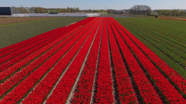 Aerial wide shot of endless perfectly straight rows of vibrant red tulip fields blooming next to industrial warehouses in the countryside of the Netherlands on a bright sunny day