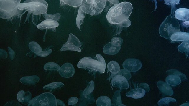 4K Video of moon jellyfish swimming gracefully against a black background.	
