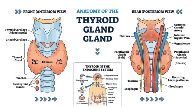 Anatomy of the Thyroid Gland: Anterior and Posterior Views, Endocrine System