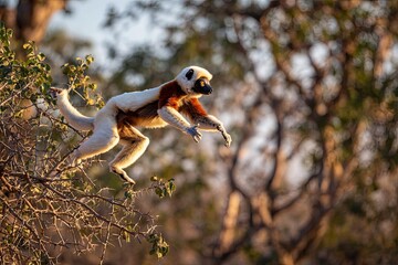 Fototapeta premium A Coquerel's Sifaka Lemur in Mid-Leap Through a Sunlit Forest Canopy