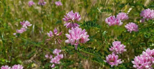 Obraz premium Beautiful crown vetch flowers blooming in a wild green meadow on a sunny day.