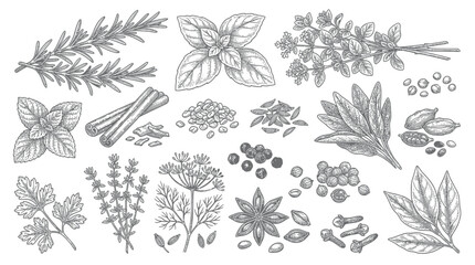 Fototapeta premium Herbs and Spices Collection: Botanical Illustration of Culinary Ingredients
