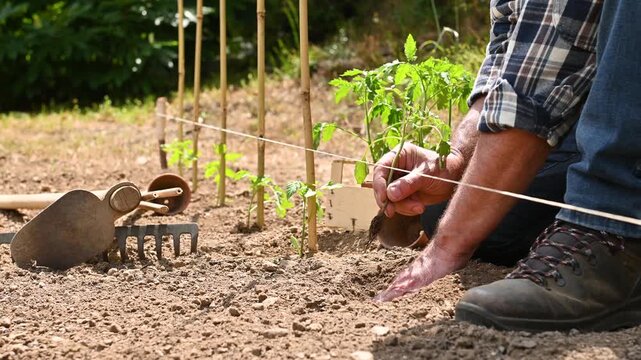 Close up of farmer's hands planting tomato seedling in soil in organic field. Garden work in spring. Traditional agriculture. Footage.