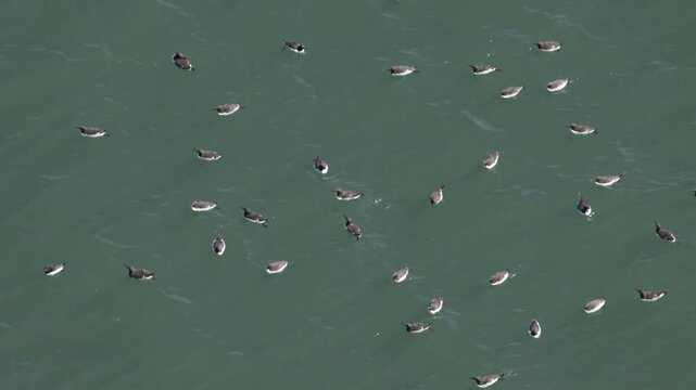 guillemots on the sea, Bempton Cliffs