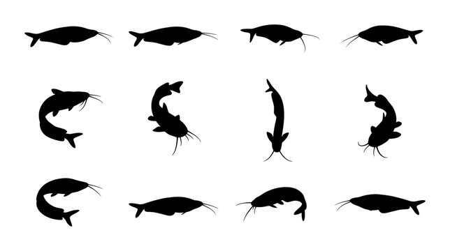 Diverse Catfish Silhouettes Collection, Aquatic Wildlife Vector Icons, Underwater Animal Poses, Black Fish Graphics for Marine Design
