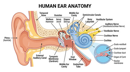 Human Ear Anatomy Diagram: Outer, Middle, Inner Ear Structures © toples