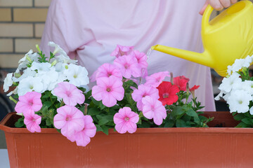 Unrecognizable person using a yellow watering can to irrigate pink, white and red petunia flowers in a plastic box. City lifestyle and plant care concept. High quality photo © Maria