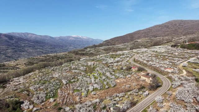 Aerial view of cherry blossoms covering the hillsides of the Jerte Valley with a winding road in Valdastillas, Extremadura, Spain.
