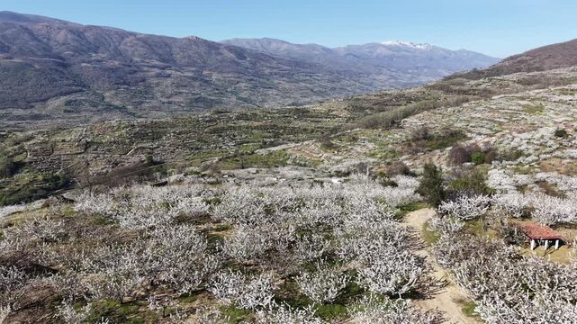 Aerial view of cherry blossom fields in the Jerte Valley with white flowers covering the hillsides in Valdastillas, Extremadura, Spain.
